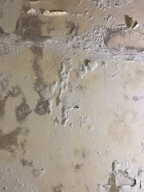 Best Crawl Space Mold Removal  in Marcus, IA