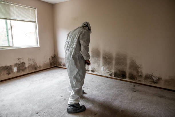Best Professional Mold Removal  in Marcus, IA